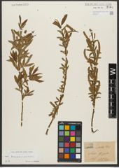 Foto von Salix triandra L. x Salix viminalis L.
